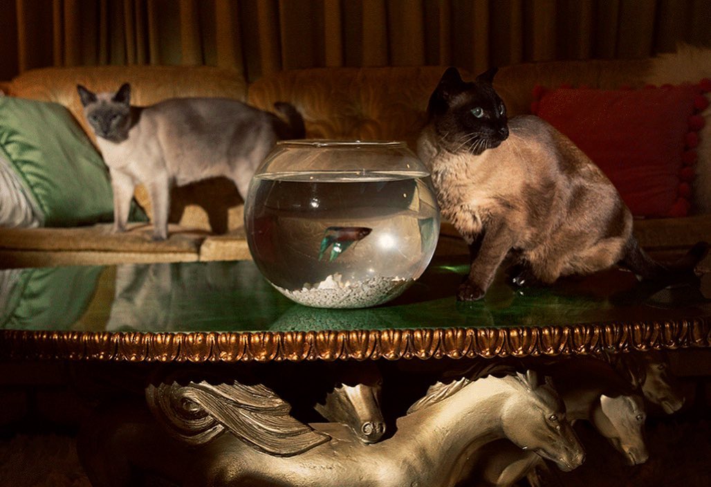 Two Siamese cats sit on a gilded table with a fishbowl containing a Betta fish, with a velvet couch and pillows in the background.