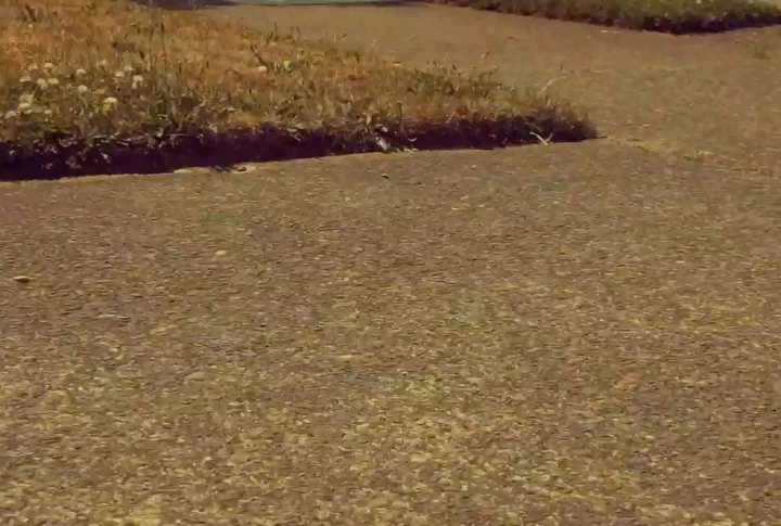 Close-up of a cement sidewalk bordered by a strip of grass and weeds on a sunny day, showcasing textures and natural growth.