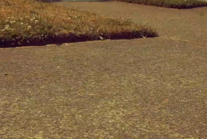 Close-up of a cement sidewalk bordered by a strip of grass and weeds on a sunny day, showcasing textures and natural growth.