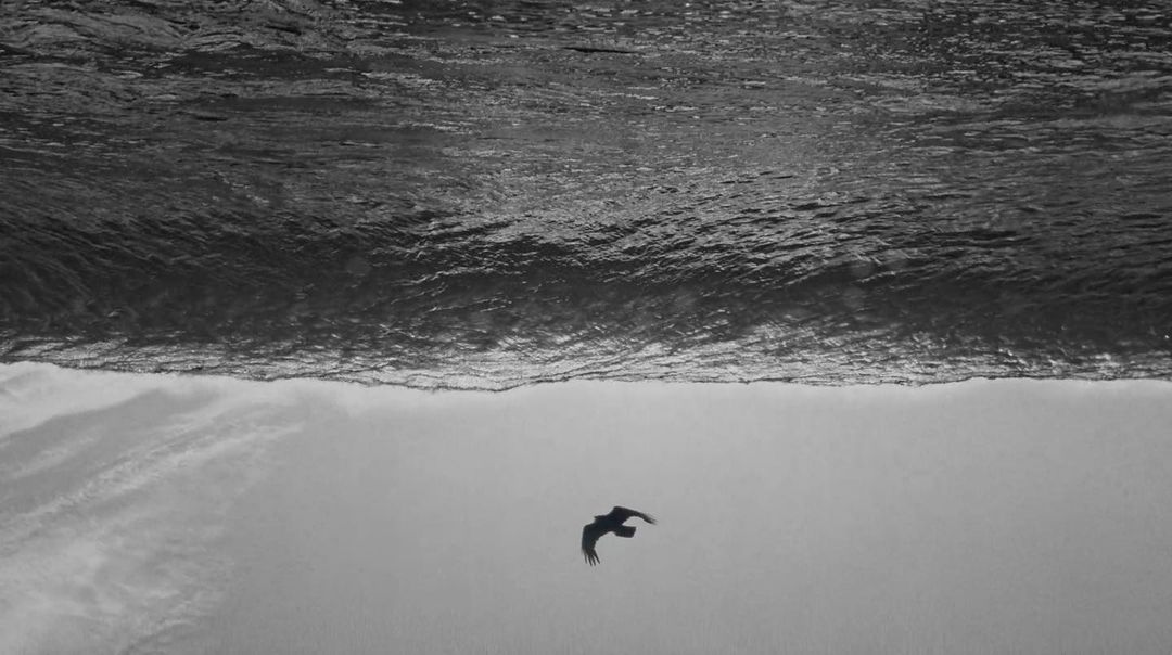 Black and white photography featuring an ocean wave and a bird flying beneath it with a monochrome sky backdrop and textured water.
