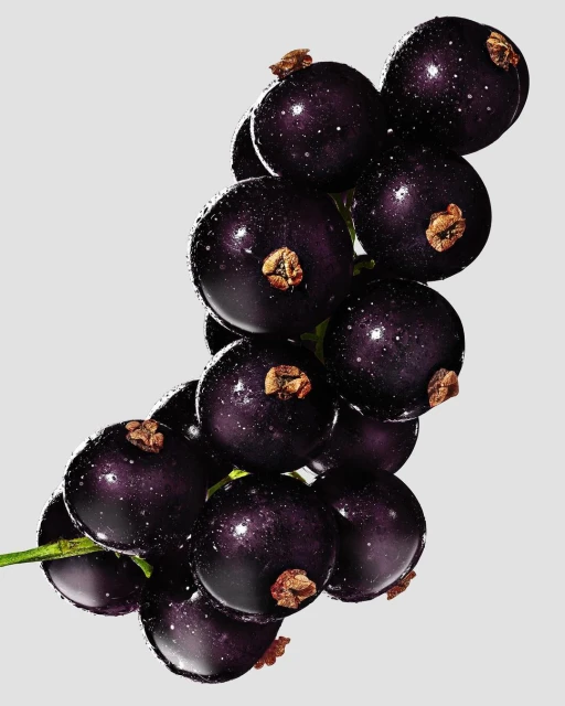 A cluster of glossy blackcurrants on the vine, showcasing their dark purple hues and fresh, dewy appearance against a plain background.