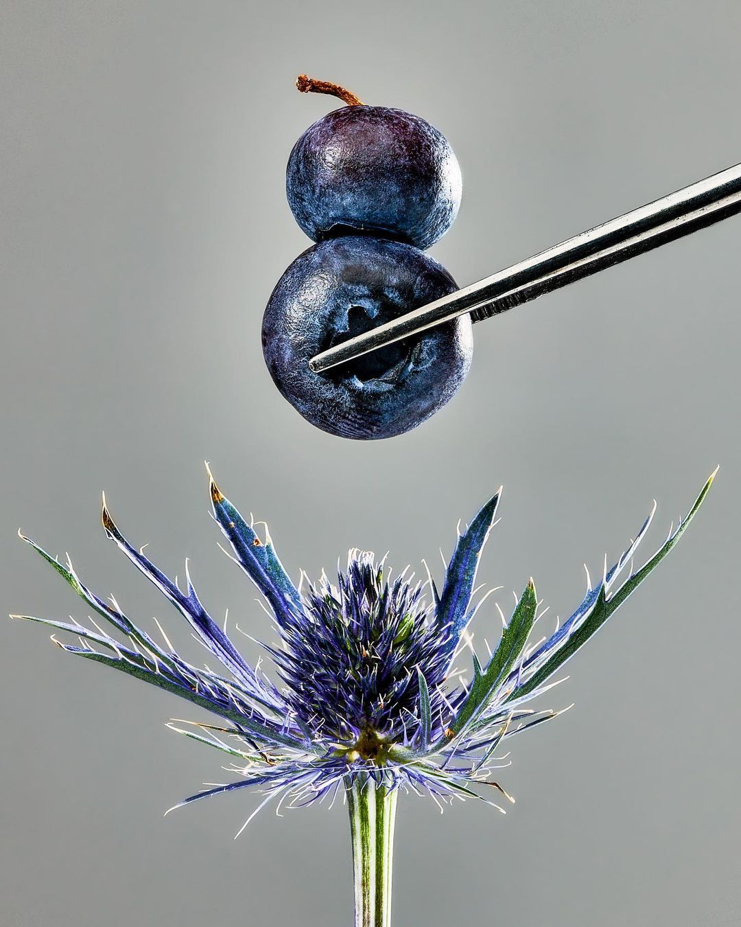 Still life shot of two blueberries stacked atop a thistle flower, held by metal tweezers against a soft grey gradient background.