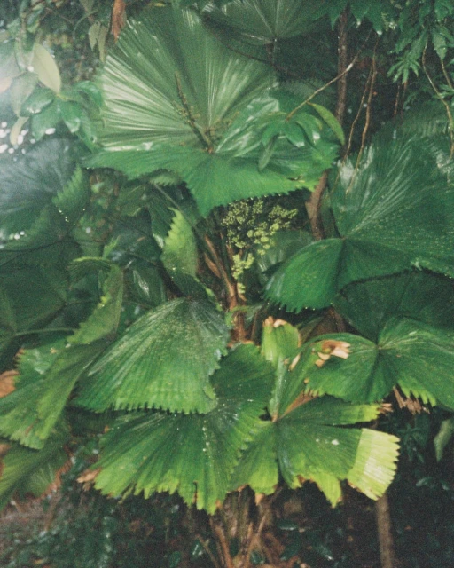 Overhead shot of large green tropical fan palm leaves in a forest setting with lush vegetation and natural lighting.