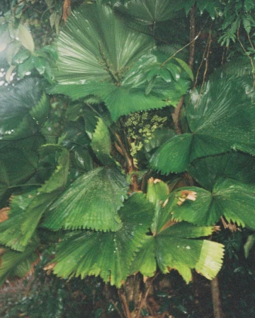 Overhead shot of large green tropical fan palm leaves in a forest setting with lush vegetation and natural lighting.