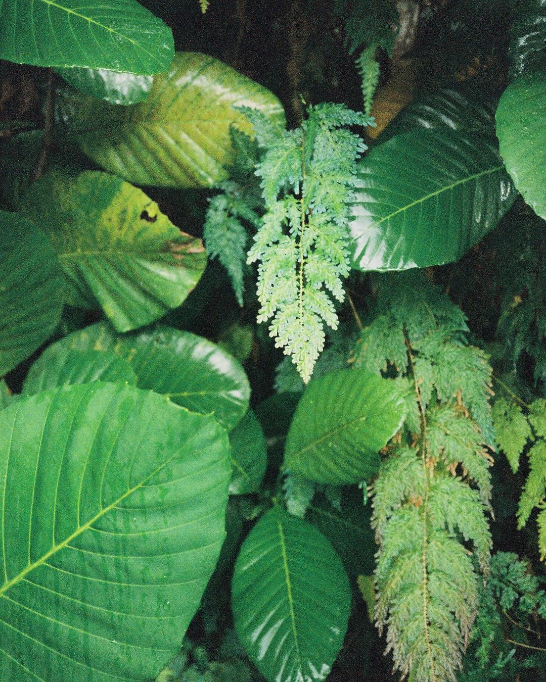 Lush foliage featuring a variety of green leaves and ferns creates a vibrant, natural background with detailed textures and patterns.