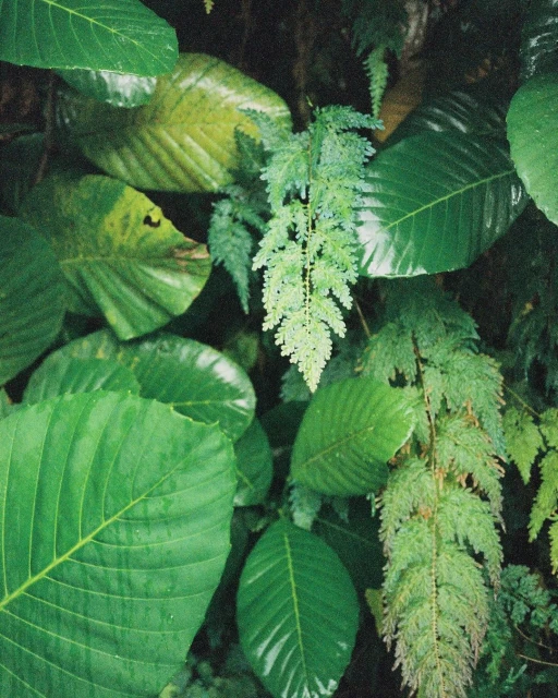 Lush foliage featuring a variety of green leaves and ferns creates a vibrant, natural background with detailed textures and patterns.