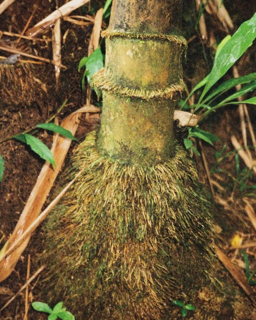 Close-up of a bamboo stalk surrounded by roots and foliage on a forest floor, highlighting the plant's structure and natural environment.