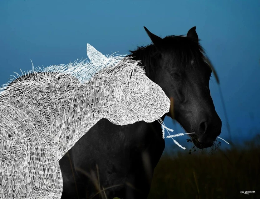Two horses stand close together in a blue field; one horse is black, the other is white with line art; both have a mouthful of grass.