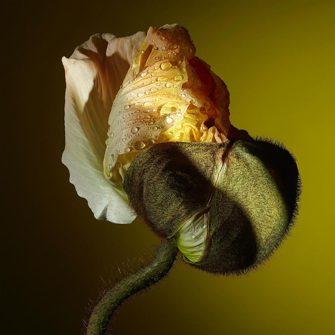 Close-up of a blossoming poppy flower with water droplets, set against a soft yellow background, highlighting its intricate textures and vibrant hues.