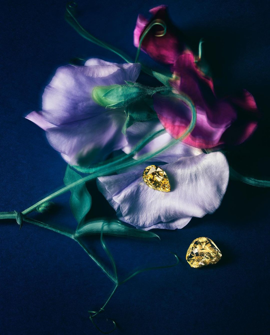 Macro photography of blooming sweet pea flowers with yellow gemstones, set against a dark background. Floral arrangement with soft lighting.