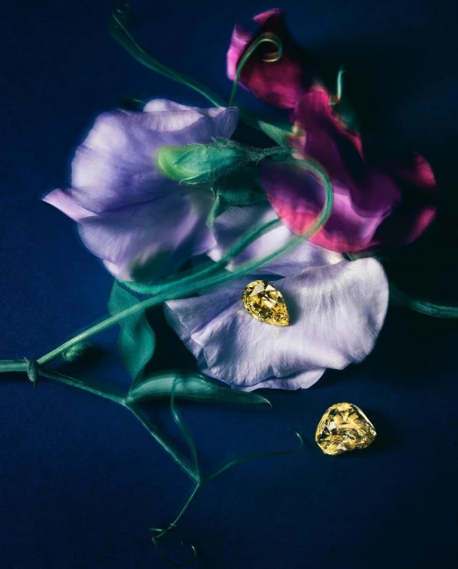 Macro photography of blooming sweet pea flowers with yellow gemstones, set against a dark background. Floral arrangement with soft lighting.