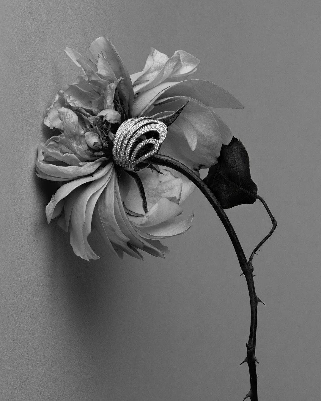 Black and white close-up of a diamond ring on a flower stem, showcasing luxury jewelry against a monochromatic floral backdrop.