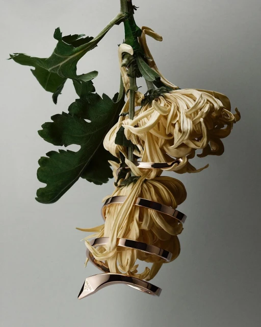 Still life shot of gold bracelets draped artistically on a yellow and green chrysanthemum against a soft gray background.