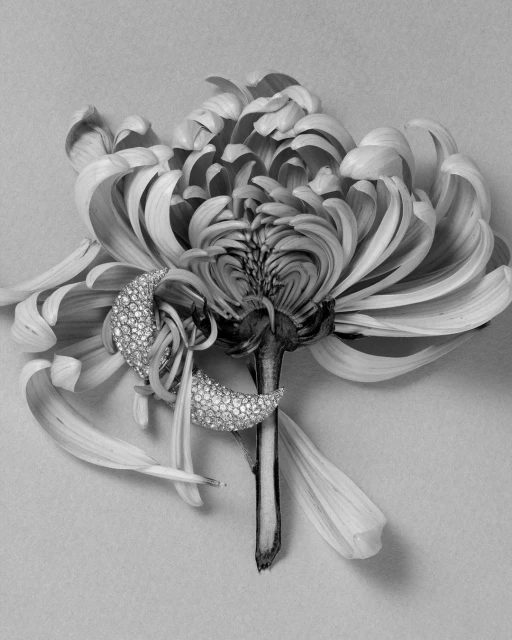 Black and white studio shot of a chrysanthemum flower paired with crescent-moon-shaped jeweled earrings. The composition has an elegant appeal.