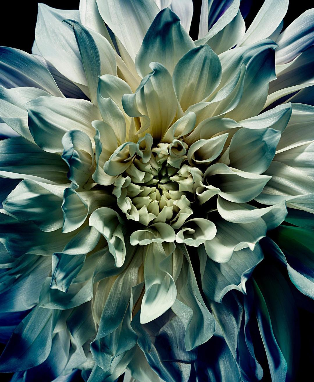 Close-up photograph of a dahlia flower, displaying delicate petals with a blend of light and dark blue hues against a dark backdrop.
