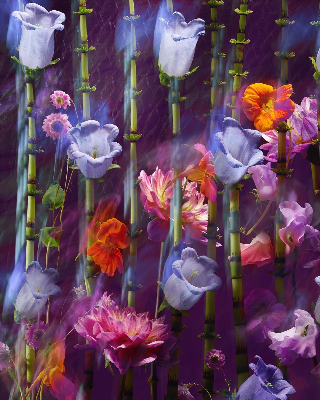 Floral still life with pastel-colored bellflowers, pink dahlias, and green stalks on a dark purple background with soft, blurred lighting.