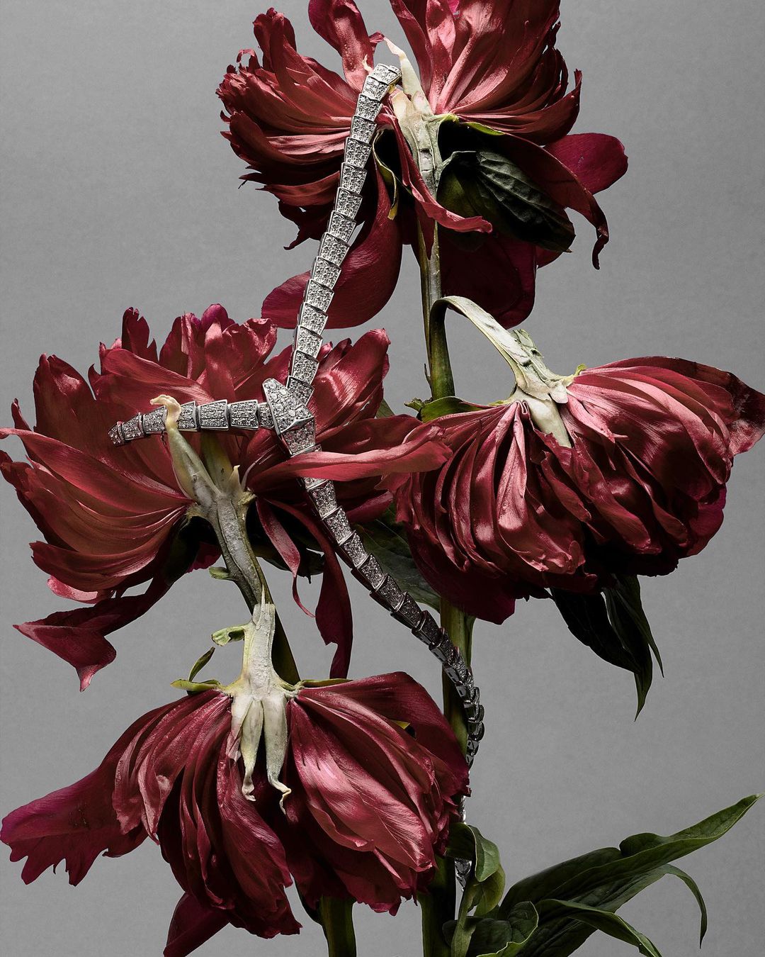 Elegant diamond bracelet intertwined with wilting dark red peonies on a gray background, showcasing luxury jewelry and floral beauty.