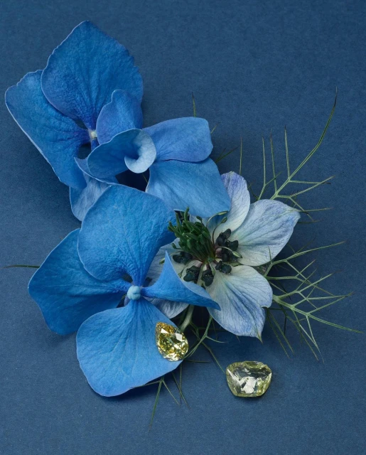 Floral still life featuring blue hydrangea blooms and pale yellow gemstones arranged on a solid blue background in studio lighting.