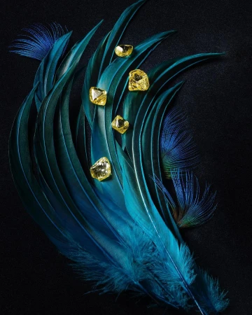 Dramatic still life with yellow uncut diamonds resting on layered blue-green feathers against a textured black background, studio lighting.