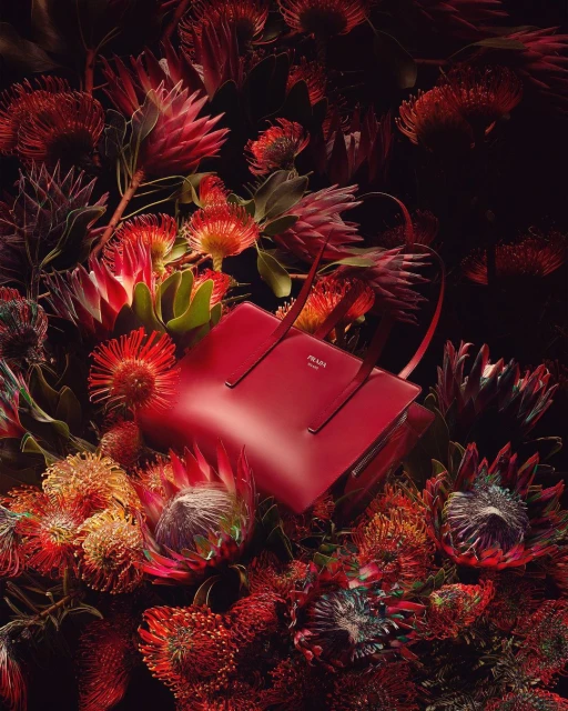 Red Prada handbag surrounded by vibrant red and orange pincushion protea flowers against a dark background in a studio setting.
