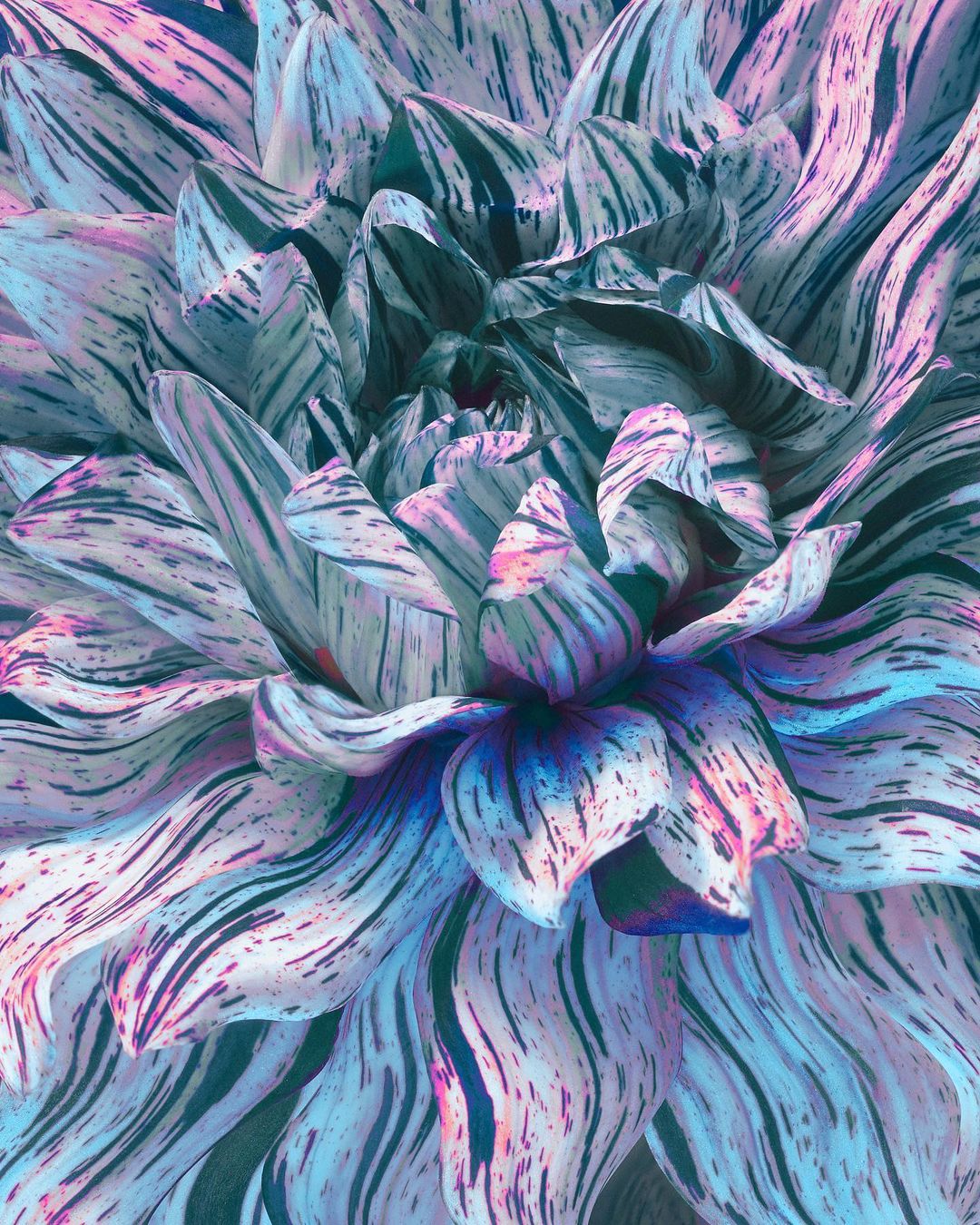 Close-up of a striking flower with patterned petals in shades of blue, green, and pink, showcasing the beauty of botanical art.