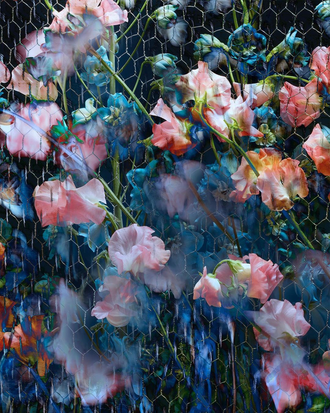 Floral art featuring pink and blue sweet pea flowers climbing on a wire mesh against a dark background, creating a dreamy, artistic impression.