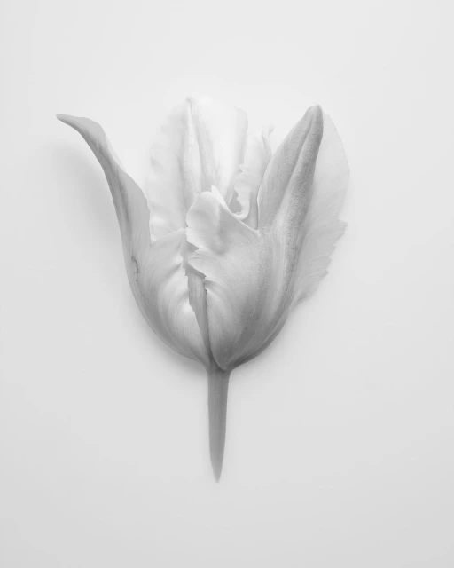 Monochrome photo of a single tulip blossom against a light gray backdrop, highlighting its delicate, elegant form and soft textures.