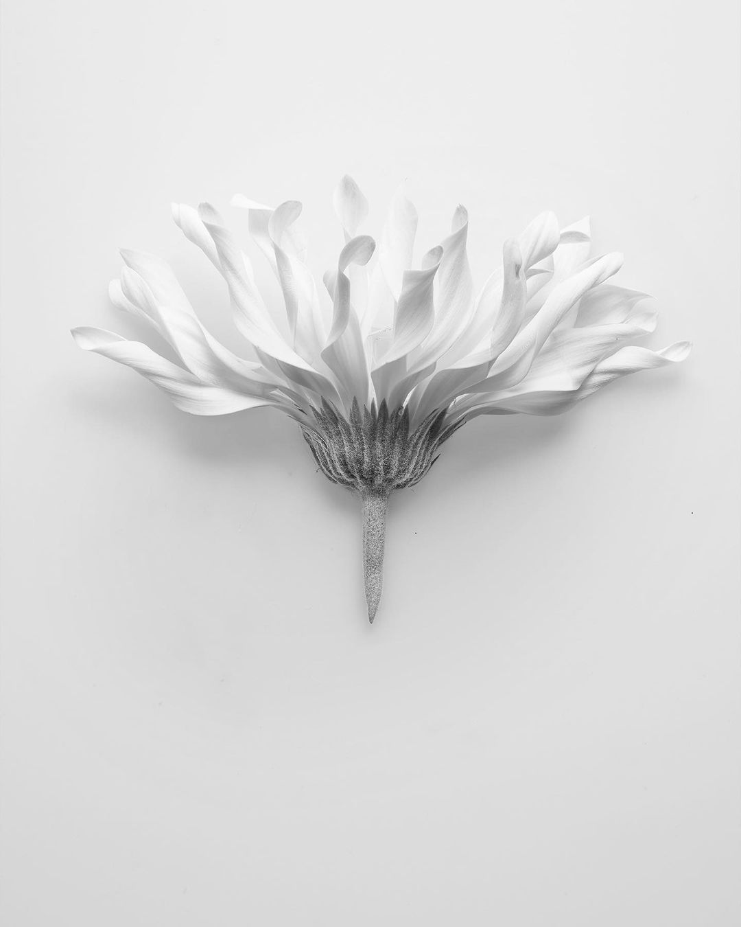 Monochrome flower image shows a single, delicate flower with curled petals against a soft white backdrop. The focus is on the flower's texture.