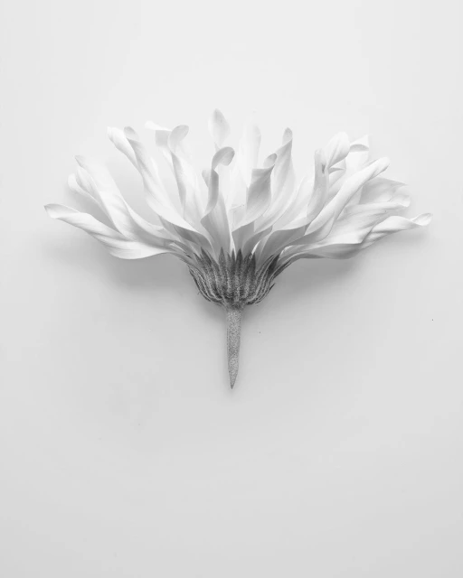 Monochrome flower image shows a single, delicate flower with curled petals against a soft white backdrop. The focus is on the flower's texture.
