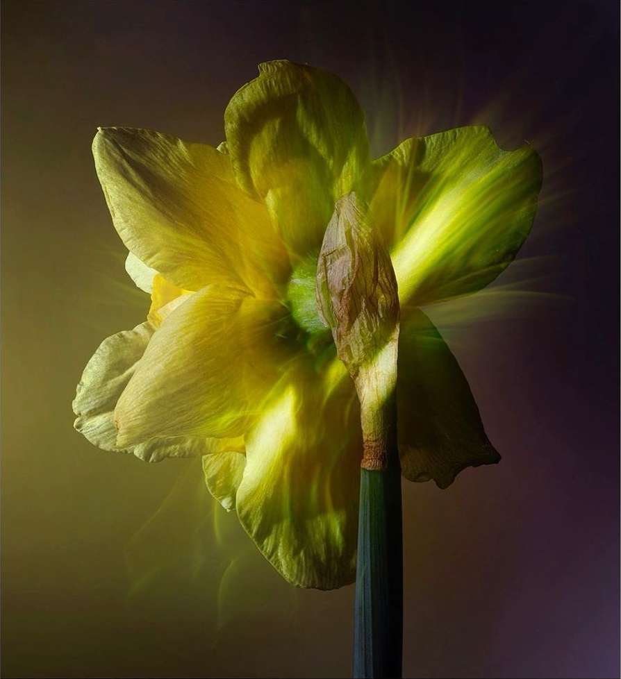 Close-up studio shot of a vibrant yellow daffodil in bloom, showcasing its delicate petals and a softly blurred background with gradient lighting.