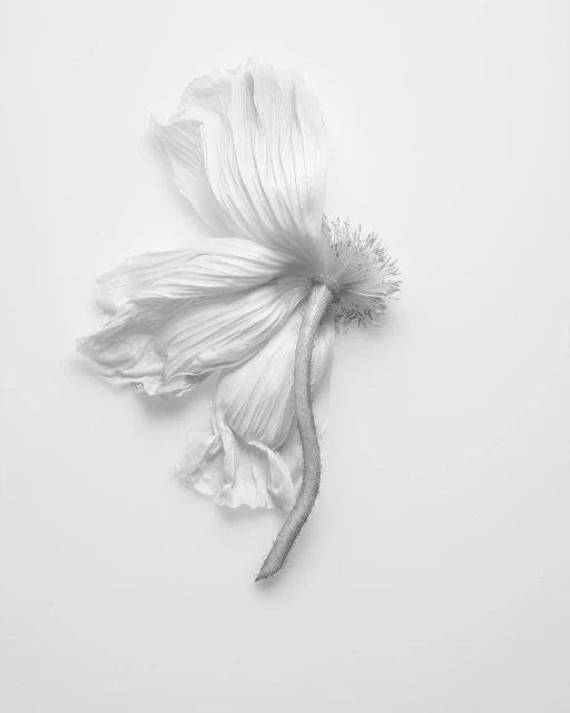 Monochrome floral close-up: A single poppy bloom with delicate petals and a curved stem, presented on a clean, white backdrop.