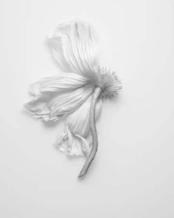Monochrome floral close-up: A single poppy bloom with delicate petals and a curved stem, presented on a clean, white backdrop.