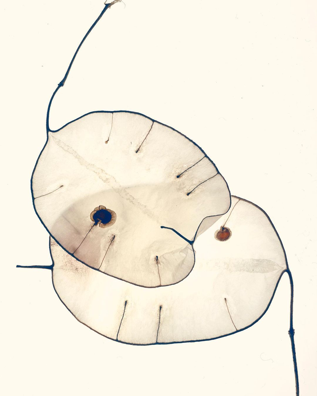 Close-up of two lunaria annua seed pods with translucent membranes and visible seeds, on a cream background.