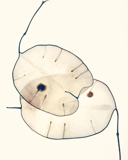 Close-up of two lunaria annua seed pods with translucent membranes and visible seeds, on a cream background.