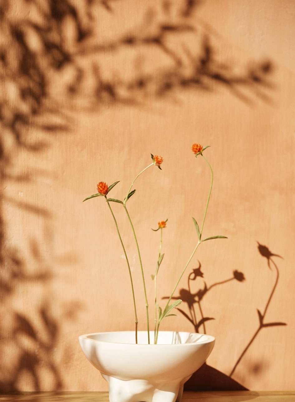 Still life of globe amaranth flowers in a white ceramic vase, set against a textured tan wall with soft lighting and botanical shadows.
