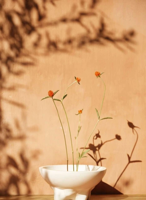 Still life of globe amaranth flowers in a white ceramic vase, set against a textured tan wall with soft lighting and botanical shadows.