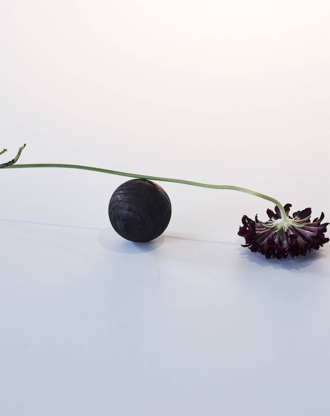 Dark purple flower on a light surface with a dark textured sphere connected by a green stem. Still life, studio photography.