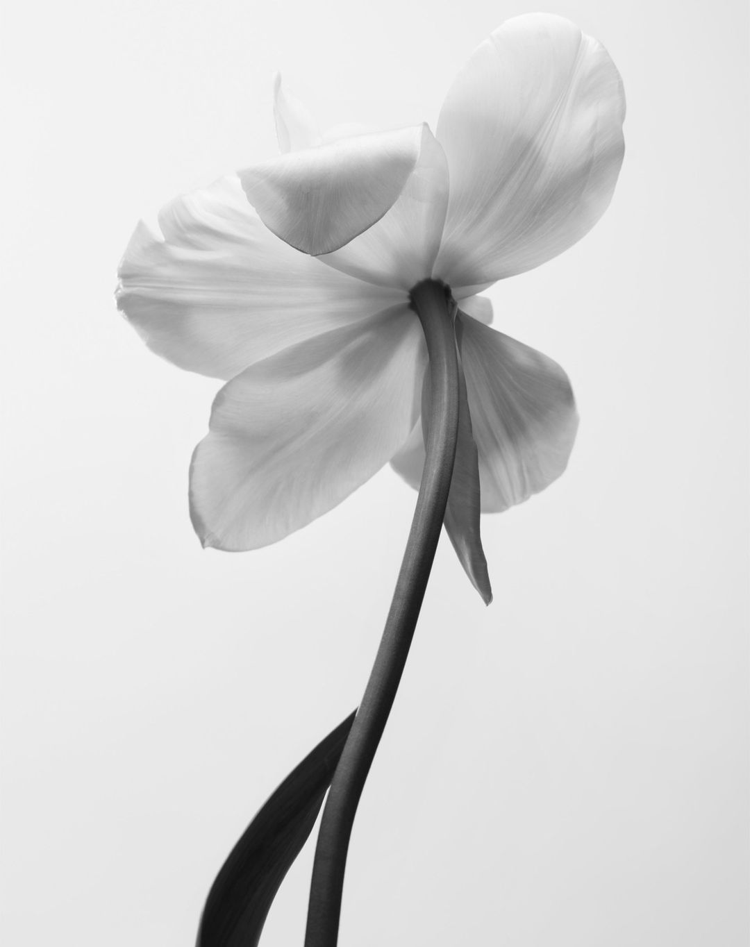 Monochrome photograph of a single tulip flower with a long stem against a light background in a vertical, close-up composition.