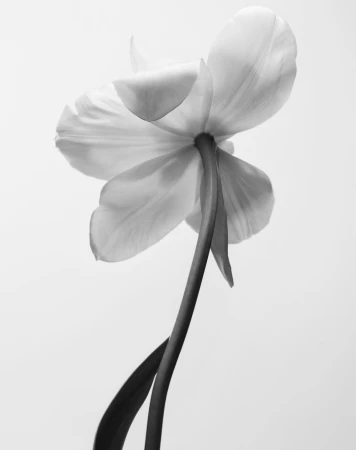 Close-up black and white photograph of a single tulip flower viewed from below against a white background.
