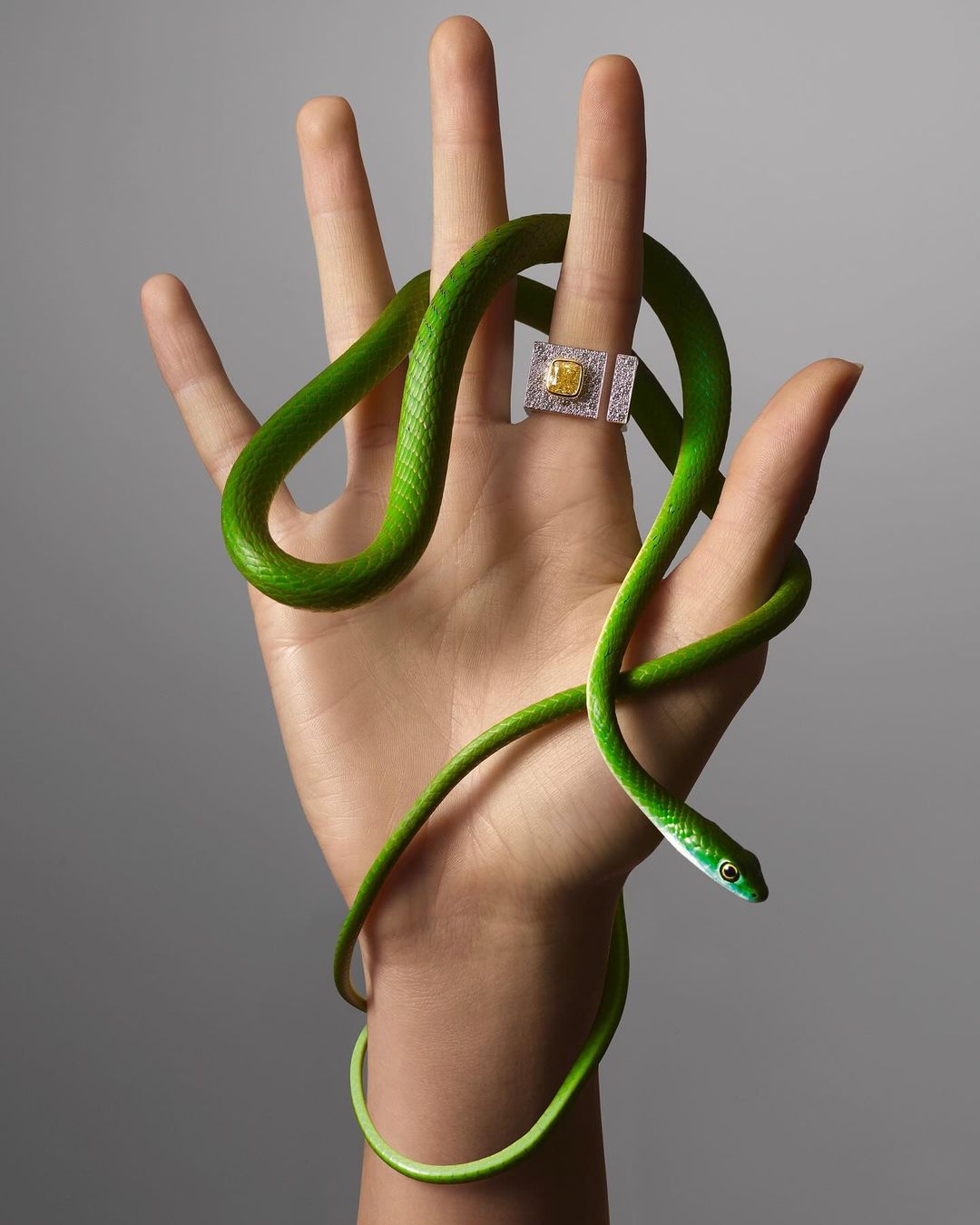 Eye-level shot of a hand with a yellow diamond ring and a bright green snake coiled around fingers, set against a neutral grey backdrop.