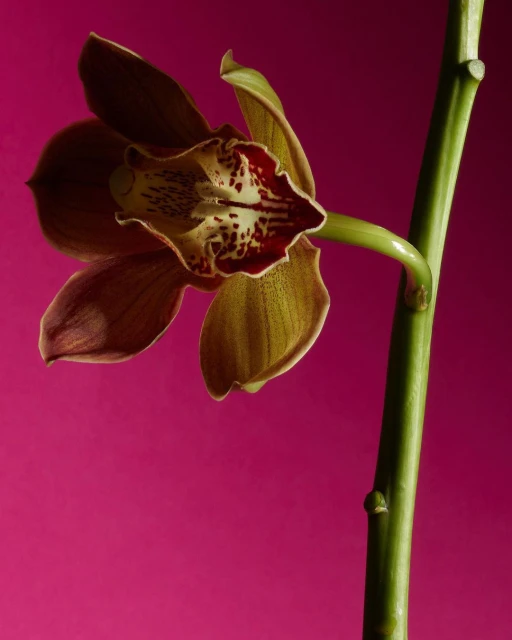 Single brown and beige orchid bloom on a green stem, presented against a vivid pink background in a close-up, studio botanical shot.