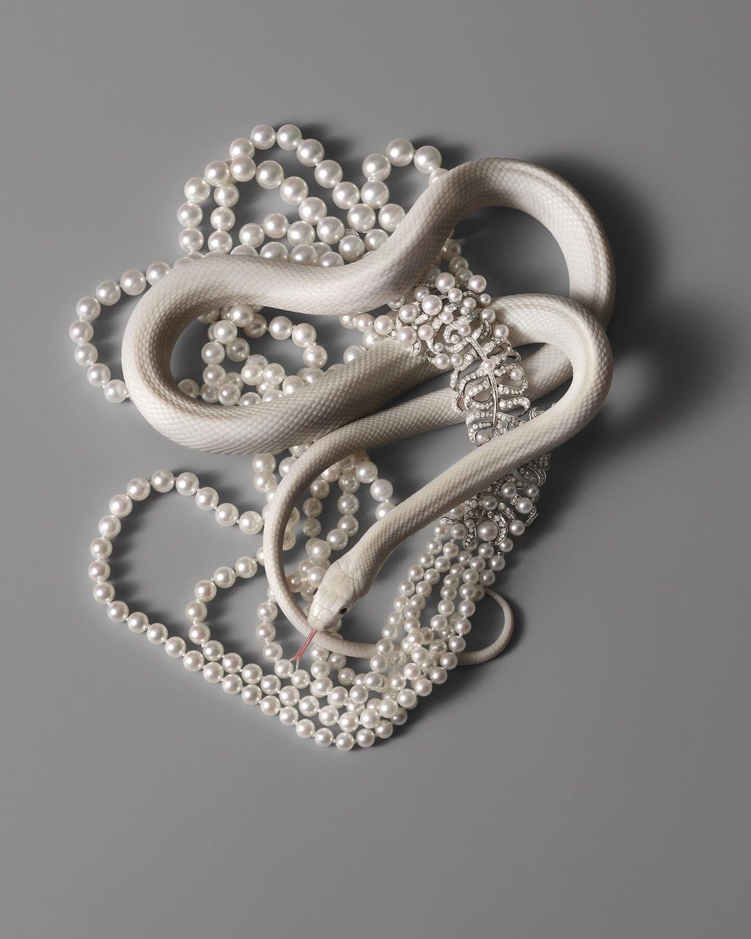 Albino corn snake coils among strands of pearl necklaces on grey background. The snake has a pink tongue and shiny, scaled skin.