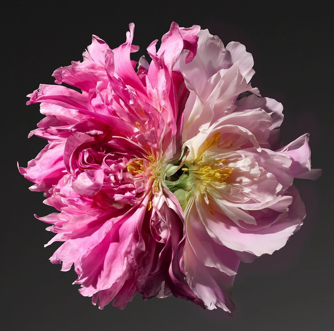 Closeup of a half pink and half white peony flower with ruffled petals and yellow stamen in a studio shot on a dark gray background.