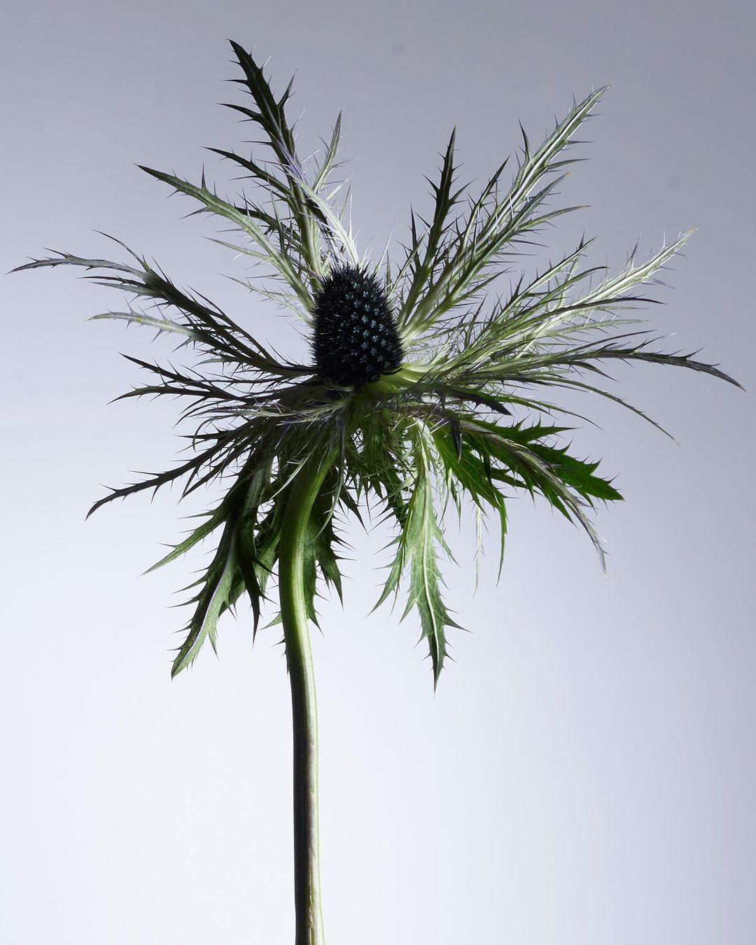 Close-up studio shot of a thistle flower with a black center, green leaves, and a long green stem against a gradient gray backdrop.