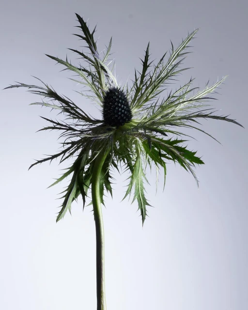 Close-up studio shot of a thistle flower with a black center, green leaves, and a long green stem against a gradient gray backdrop.