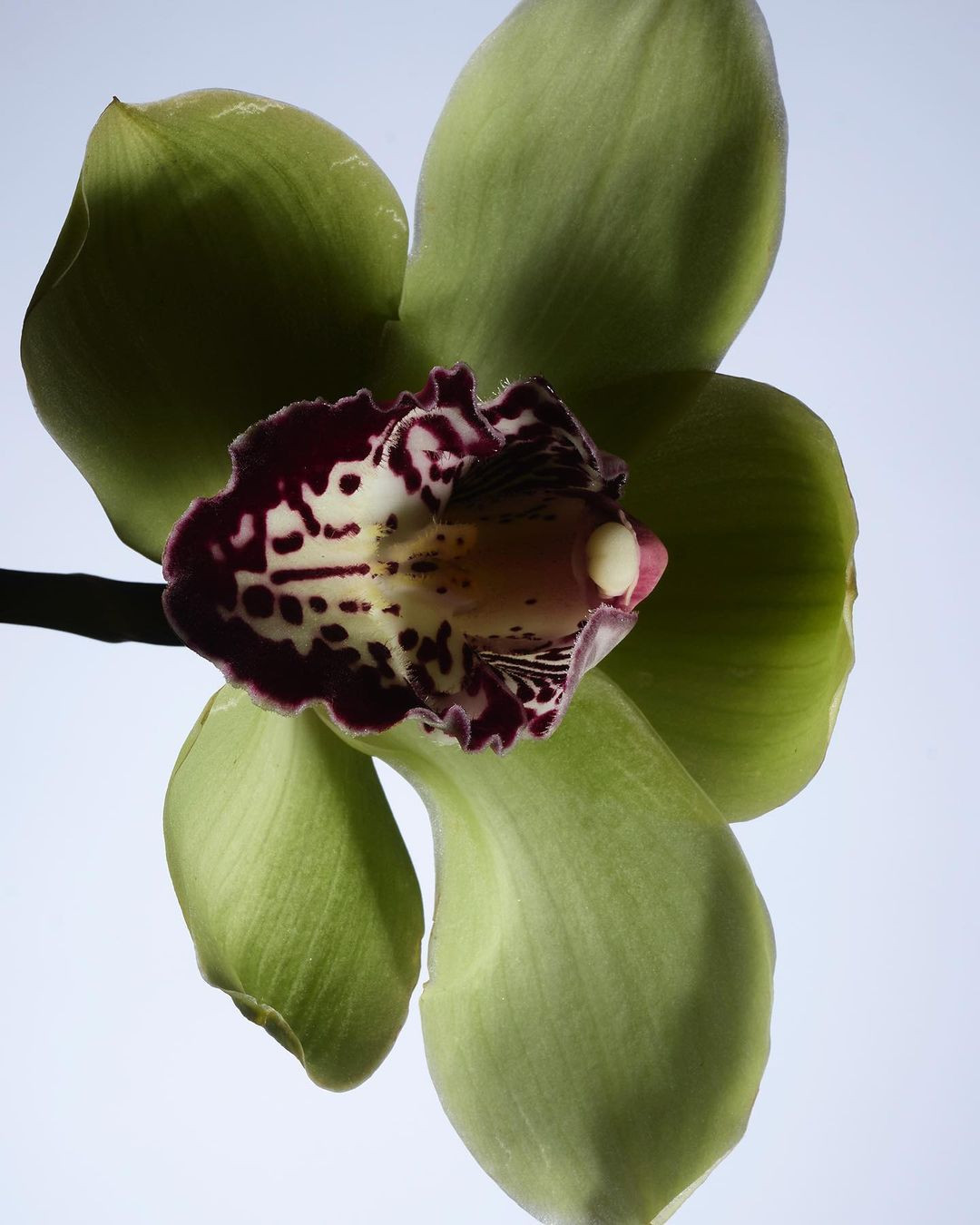 Close-up studio shot of a green and maroon orchid flower featuring delicate petals, intricate patterns, and a light background.