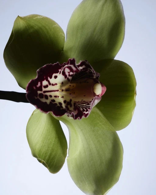 Close-up studio shot of a green and maroon orchid flower featuring delicate petals, intricate patterns, and a light background.