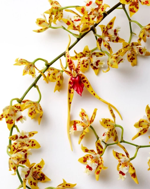Close-up of a yellow and red orchid branch featuring delicate, patterned petals against a bright white background.