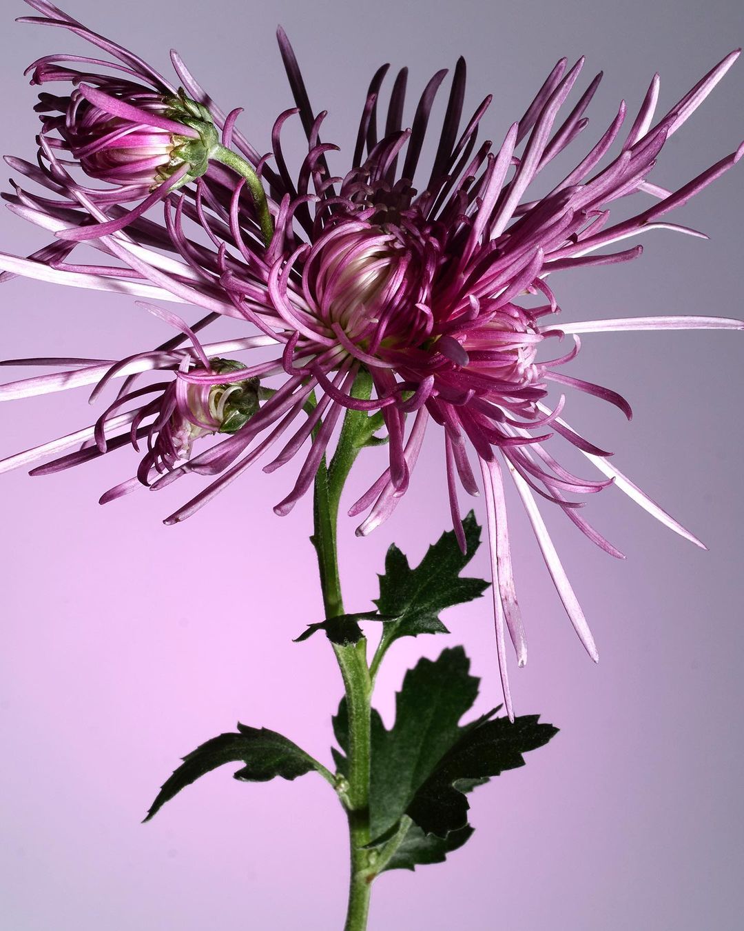 Close-up studio shot of a purple spider mum flower with green stem and leaves against a graduated soft purple backdrop.