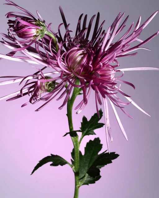Close-up studio shot of a purple spider mum flower with green stem and leaves against a graduated soft purple backdrop.